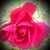 Nancy Hill's profile image