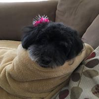 Nilsa Narvaez's profile image