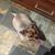 Stacie A.'s profile image