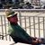 Paolo Donini's profile image