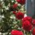 Beth Ann Bravard Sharp's profile image