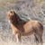 Laurie Westling's profile image
