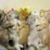 Rosanne Govea's profile image
