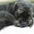 Whye Keong Chen's profile image