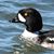 Michel Vachon's profile image