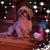 Bettye Dickinson Camden's profile image