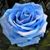 Vicki Crawford's profile image