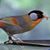Nachtengaal Bosrand's profile image