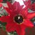 Claudia K Mozo's profile image