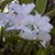 Clara Rosa Fernandez Hingking's profile image