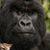 Gilberto Urena's profile image