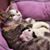 Susan Leenhouts's profile image
