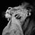 Jose R Benitez's profile image