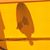 Pat Mayba's profile image