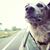 Marcie Lanham's profile image
