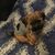 Baron Von Nugget's profile image