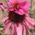 Connie Wofford's profile image