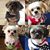 Phoebe Quizon's profile image