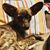 Amanduh Malldoneauto's profile image
