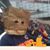 Brian Lee Hallenborg's profile image