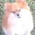 Dawn Searfoss's profile image