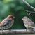 Jeanine Chatel Merrill's profile image