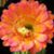 Mayzie Zielinski's profile image