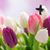 Diane Reith Limp's profile image