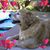 Lucille Desiderio's profile image