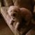 M Tiffany Schliebe Hamelin's profile image