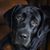 Jennifer Dachowski Whipple's profile image