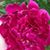 Cheryl Hill's profile image