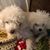 Deborah Canida's profile image