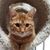 Deborah Morris Jorgenson's profile image