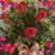 Victoria Perez-Cubero's profile image