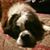 Joy Bainbridge Fronk's profile image
