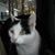 Michelle Maurier's profile image