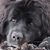 Lisa Shalla MacDonald's profile image