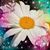 Kay Moller Plympton's profile image