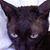 Gary Bollella's profile image