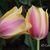 Virginia Barnes's profile image
