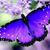 Sally Fetsko Jecmen's profile image