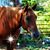 Dicy Q Howell's profile image