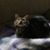 Donna Sunshower Tyska's profile image
