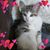 Judie Blau's profile image
