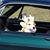 Toni Carpentier's profile image
