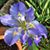 Cristina Ceballos Thibeaux's profile image