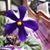 Carrie-lynn Beler's profile image