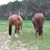 Michelle Lippert's profile image