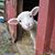 Julie Botkin's profile image